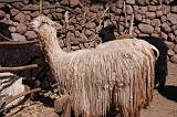 PERU - Alpaca - 1